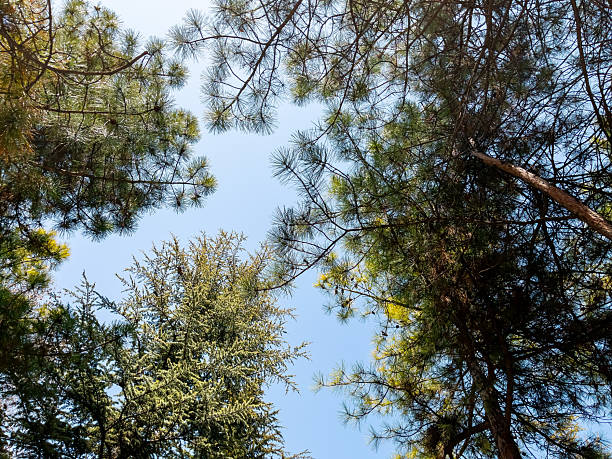 istock Bottom view of a pine trees in a forest 2220386474