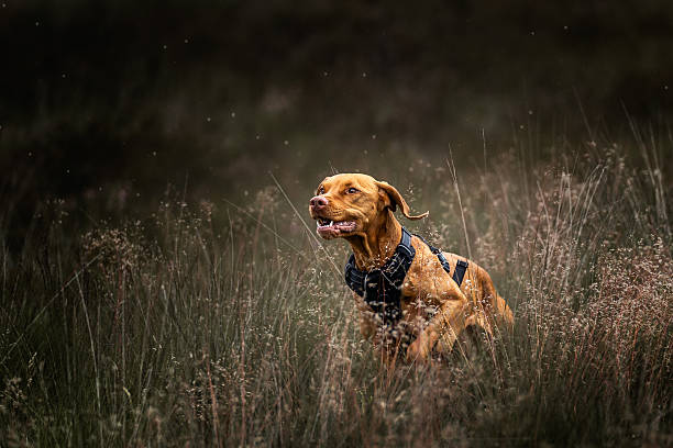 dog running around in the high grass