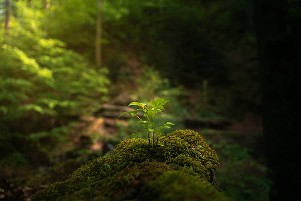 Little plant isolated on a tree branch with moss