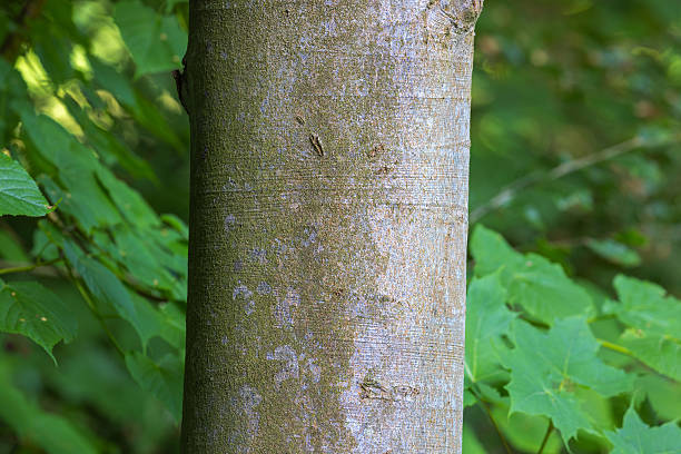 Beech Tree Trunk Detail in a Lush Woodland
