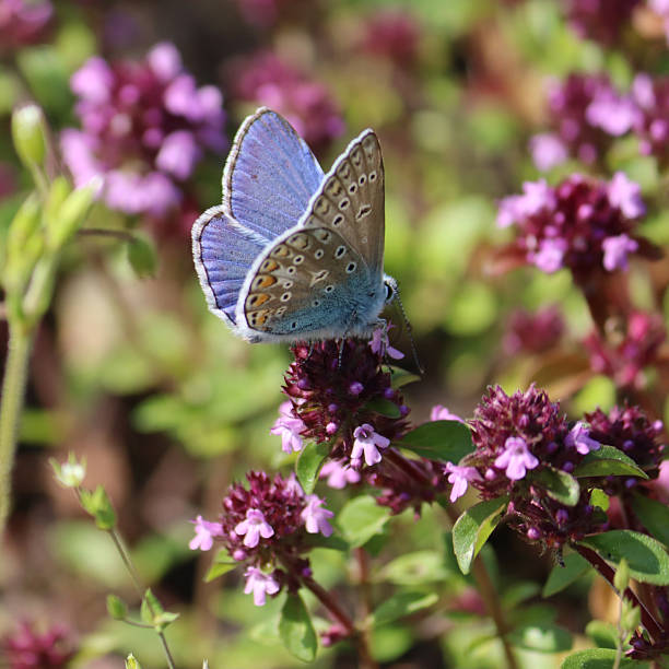 Butterfly polluting the flowers