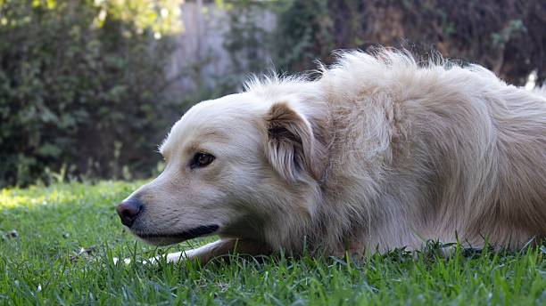 istock A golden retriever rests on the grass in the backyard. 2220390190