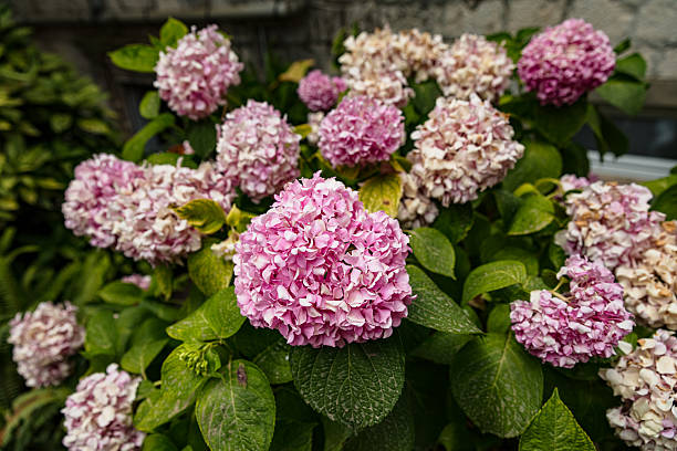 Vibrant pink hydrangea in full bloom, located in a Mediterranean courtyard garden in Korčula, Croatia. This close-up captures the natural textures and colors of the petals, ideal for use in botanical prints, skincare and wellness branding, seasonal editorials, or travel and lifestyle blogs focusing on European floral aesthetics.