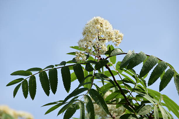 istock Fresh Rowan Flowers And Leaves 2220392515