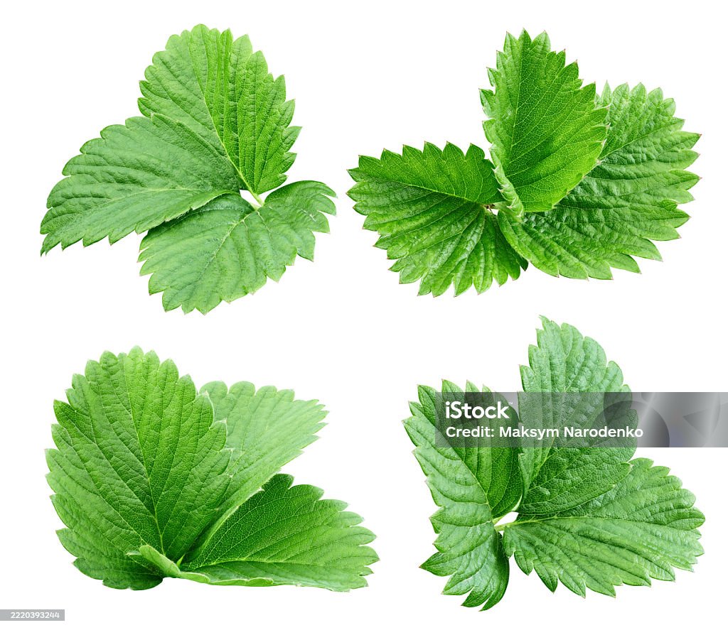 Strawberry leaf collection isolated - Royalty-free Blad Stockfoto Strawberry leaf collection isolated - Royalty-free Blad Stockfoto