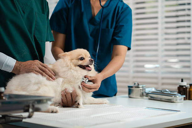 istock veterinarian and an assistant fill out a sick puppy history 2220394557