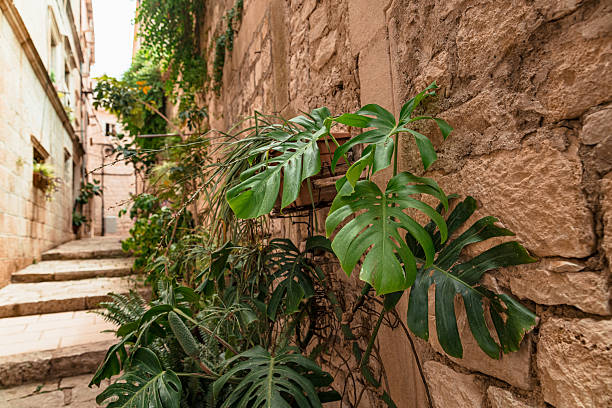 Lush monstera and other potted plants line a narrow stone alleyway in Korčula, Croatia, creating a tranquil urban garden against the rustic backdrop of Mediterranean architecture. The image blends elements of nature and heritage, ideal for themes such as sustainable living, travel, decor inspiration, and local culture. Perfect for editorial, lifestyle, tourism, and eco-content.