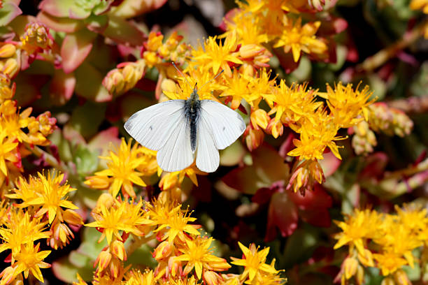istock Cabbage white butterfly perched on yellow sedum flowers in sunlight 2220397256