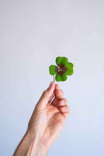 istock Hand holding a four leaf clover symbolizing luck and fortune 2220397419