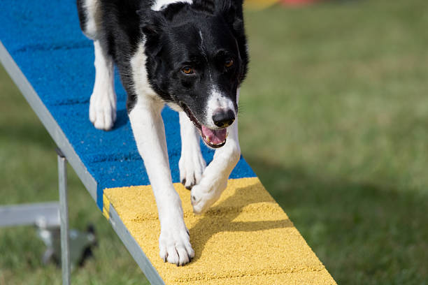 Agility dog running down an obstacle during agility