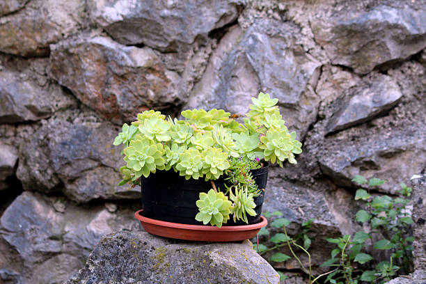 A black plastic pot filled with a dense cluster of green succulent rosettes sits on a terracotta saucer, placed atop a stone in front of a rustic rock wall in a shaded garden corner