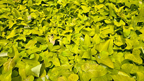 Sweet potato vine Ipomoea batatas forms a lush carpet of bright chartreuse-green, heart-shaped leaves, densely packed and thriving in full sunlight, used as vibrant ground cover in gardens and parks