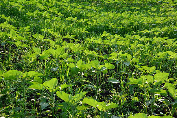 Vibrant Sunflower Field Under the Summer Sun