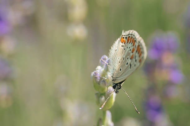 Close-up of a white butterfly perched on a lavender blossom