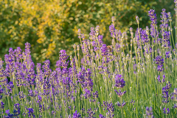 Beautiful night scape of a blooming lavender field with a lonesome tree in the end.