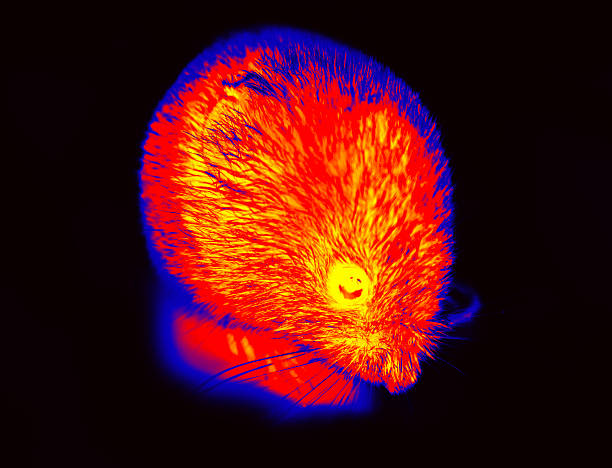 Rodentia, mouse and vole close-up. Illustration of thermal image Ruddy vole shooting from different angles. A on a black background isolated