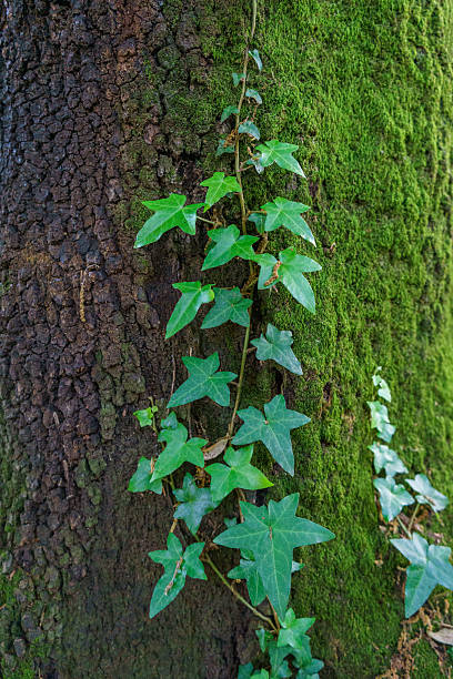 istock Green Ivy Trailing on Mossy Tree Trunk 2220400279