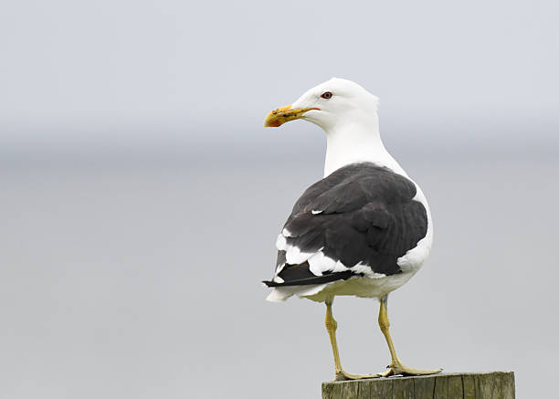 istock Close-up image of Black-backed Gull (Larus dominicanus) 2220400406