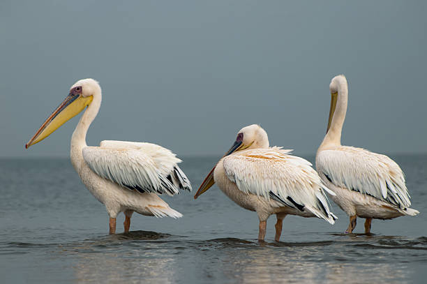 istock Group of Great White Pelicans Resting by the Water in Namibia 2220400929