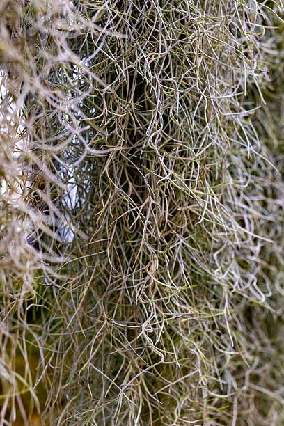 istock Spanish moss drapes gracefully over trees, creating a serene ambiance in a southern landscape during the golden hours of dusk 2220401077