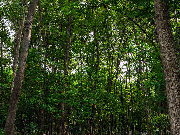 istock Into the forest. tree background, Nature composition tree trunk to green leaves of tree in forest with sun light. Fresh environment in green woods. Forest tree on sunny day. Sustainable conservation and ecology 2220401186
