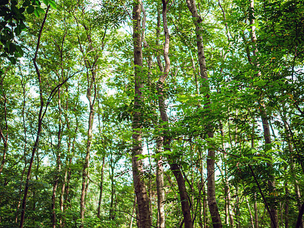 Into the forest. tree background, Nature composition tree trunk to green leaves of tree in forest with sun light. Fresh environment in green woods. Forest tree on sunny day. Sustainable conservation and ecology