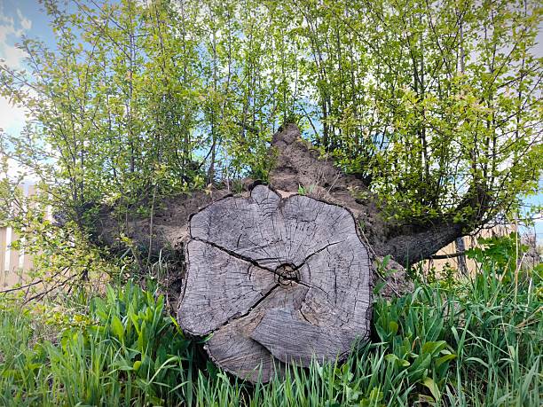 New green shoots growing from an old tree stump in a rural area, symbolizing regeneration and resilience in nature. stump of a tree from which new green plants grow