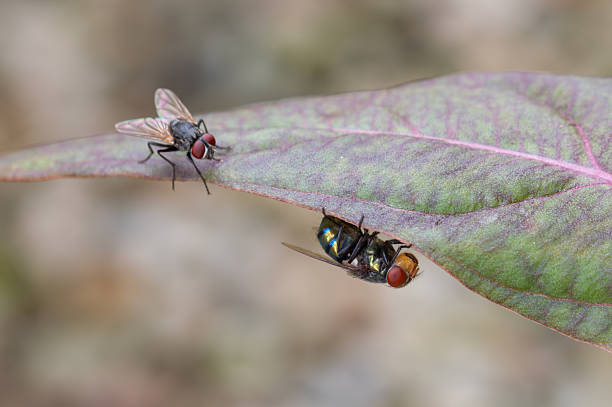 Leaf and fly in the garden