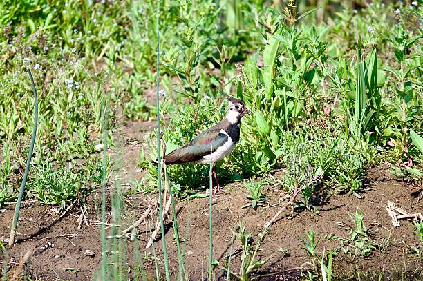 istock Lapwing water bird stood on a muddy bank 2220402626