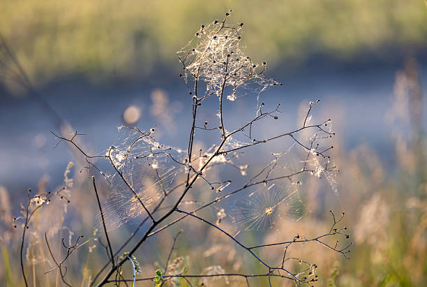 Fluff stuck in a web on a dry plant