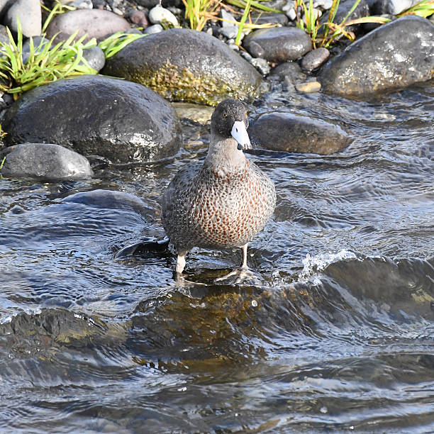 istock Close-up image of Blue duck (Hymenolaimus malacorhynchos) 2220403040