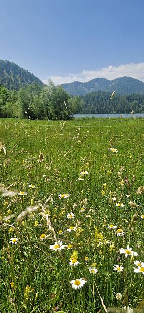 istock meadow in summer - Ruhpolding 2220403400
