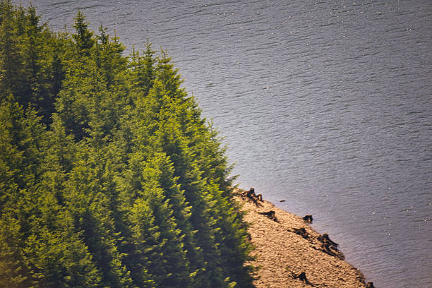Dam on the Rennsteig in the Thuringian Forest