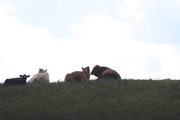 A brown cow standing on top of a hill, with a rural landscape in the background, symbolizing livestock farming and countryside life.