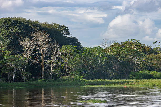 istock Stems, textured trunks, branches and leaves of green trees from the Peruvian Amazon, on the banks of the Amazonian river landscape 2220405754