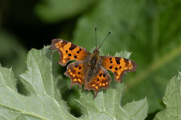 istock A Comma Butterfly perched on a leaf with wings spread in sunlight 2220409391