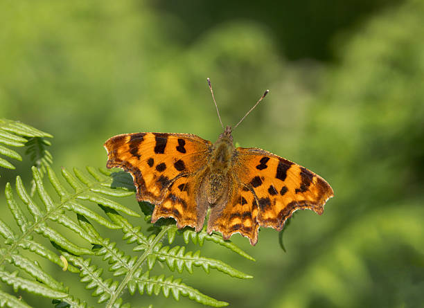 The comma is a medium-sized orange-and-brown butterfly. It gets its name from the comma-shaped white spots on the underneath of its wings. It is on the wing throughout the year