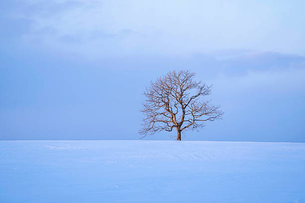 istock Beautiful snow scenery in Hokkaido 2220409937