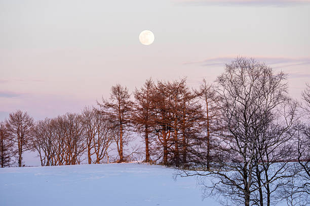 Severe frost in the mountains, frost and ice on the branches and beautiful art lighting creates a New Year's mood under the starry sky of the Galaxy on the Alpine fields in the Carpathians, Ukraine