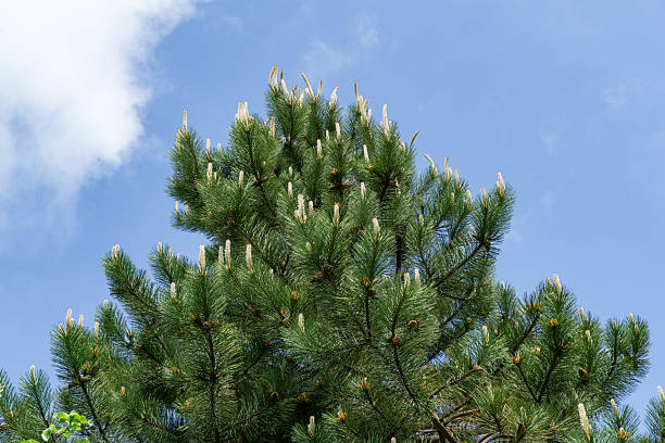 istock Young shoots of Austrian pine or black pine (Pinus Nigra) on blue sky with white clouds background in spring garden. Landscape for any wallpaper. There is place for text 2220411278