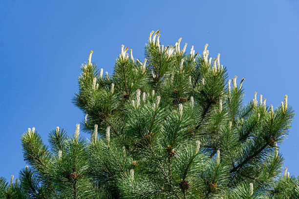 Young shoots of Austrian pine with brown cones or black pine (Pinus Nigra) on blue sky background in spring garden. Landscape for any wallpaper. There is place for text