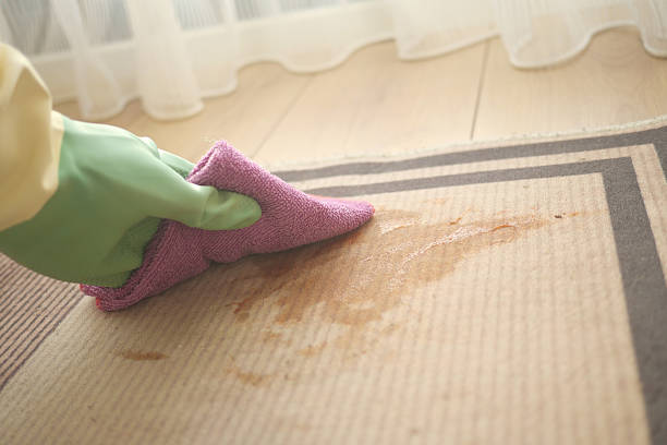 istock Cleaning a carpet stain using a cloth in a sunlit room 2220412050