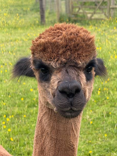 istock Male Alpaca, Northamptonshire, England 2220412079