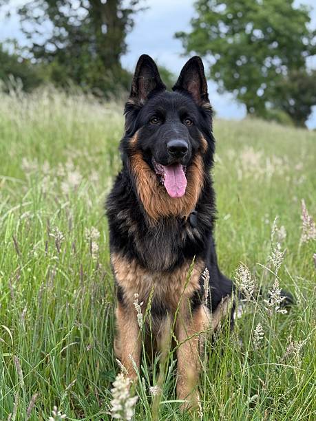 istock German Shepherd, Northamptonshire, England 2220412114