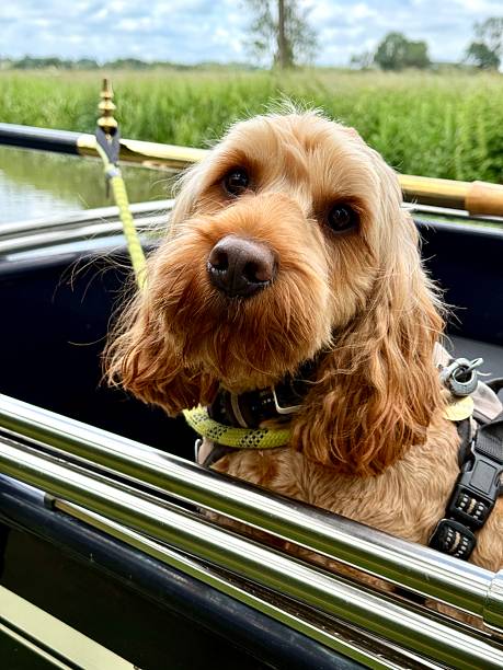 istock Cockapoo In A Narrow Boat, Oxfordshire, England 2220412173