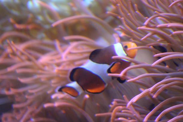 Orange Clownfish (Amphiprion percula) - Marine fish