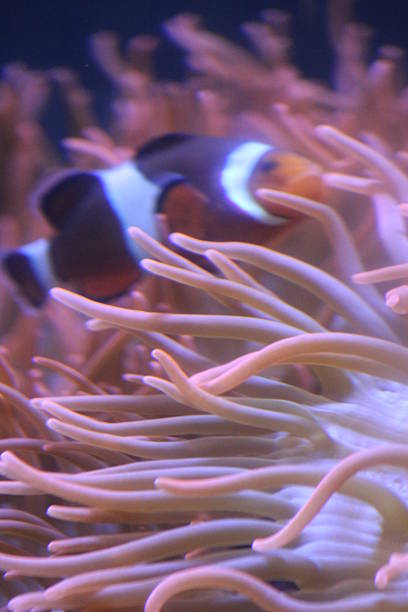 istock Clownfish Ocellaris Clown Fish Aquarium Fish 2220413017