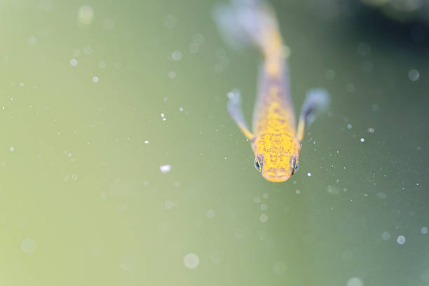 Medaka fish in aquarium