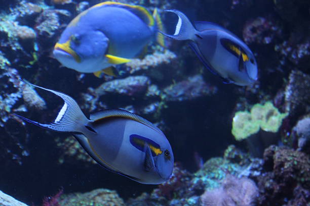 istock Doubleband Surgeonfish or Lieutenant Tang Aquarium Fish 2220413261