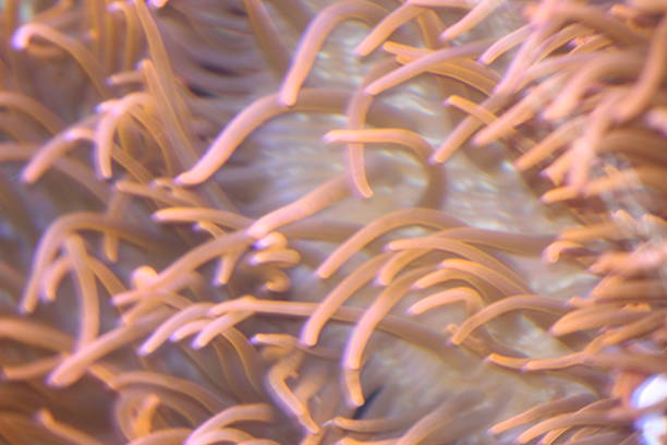istock Ritteri Sea Anemone 2220413356